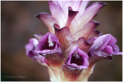 Curcuma decipiens